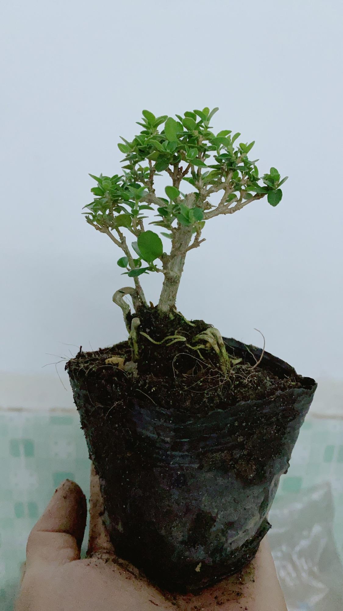 Cây Sam Hương Bonsai Mini