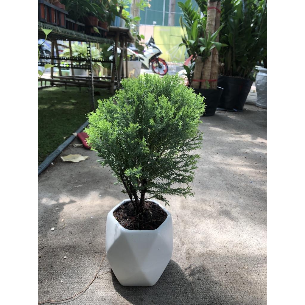 CÂY TÙNG BỒNG LAI