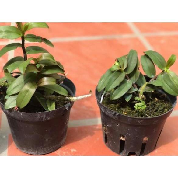 Châu như thân đỏ chậu to giá 1 chậu
