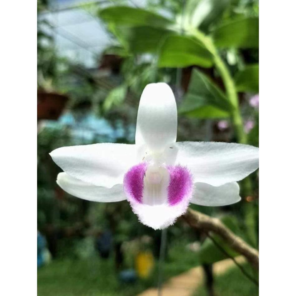 Cốc phi điệp 5 cánh trắng HO - hàng gieo hạt - hoa xổ số - hoa siêu đẹp giá rẻ