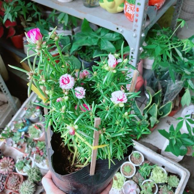 Hoa Mười Giờ Mỹ