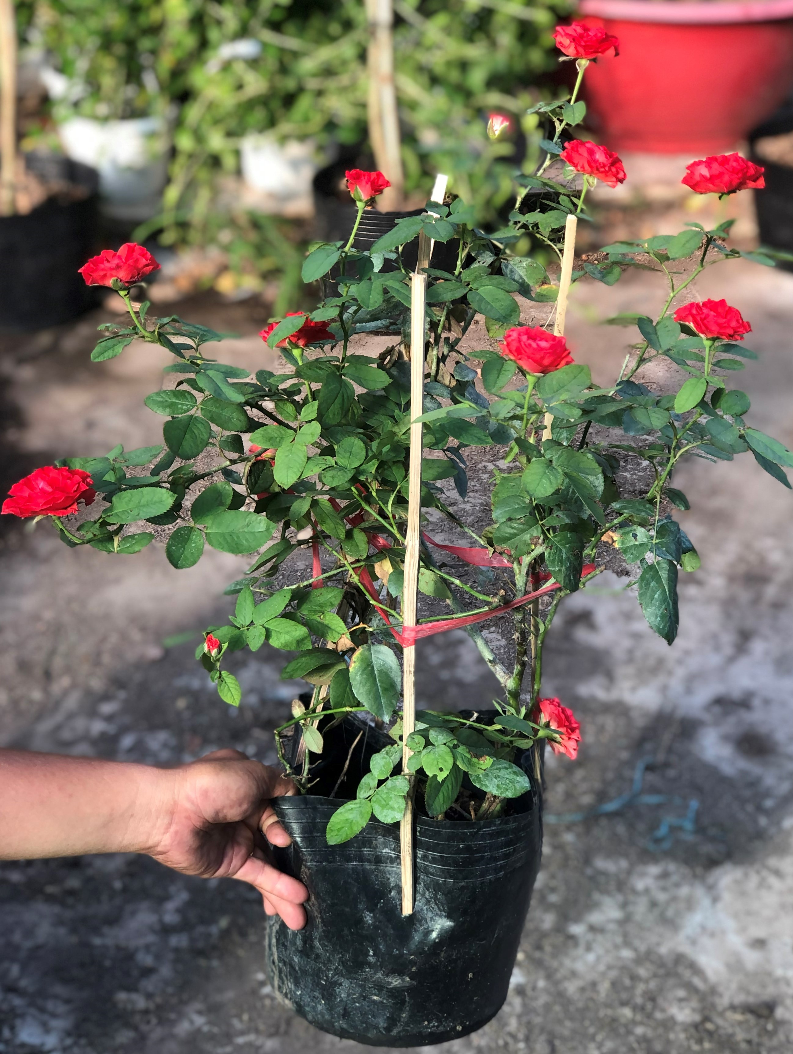 Chậu hoa hồng Pháp size to trồng nơi có nhiều nắng