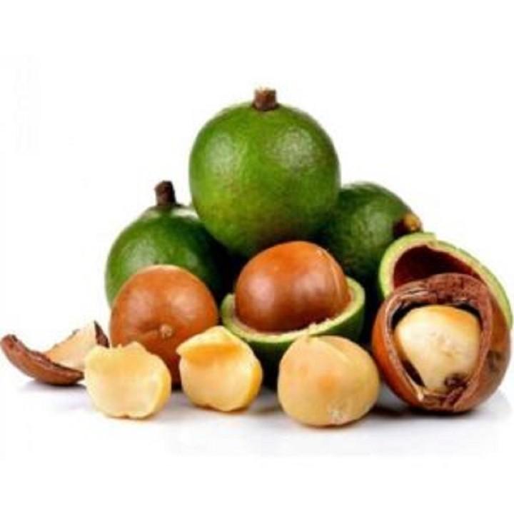 Cây macca hàng gieo hạt