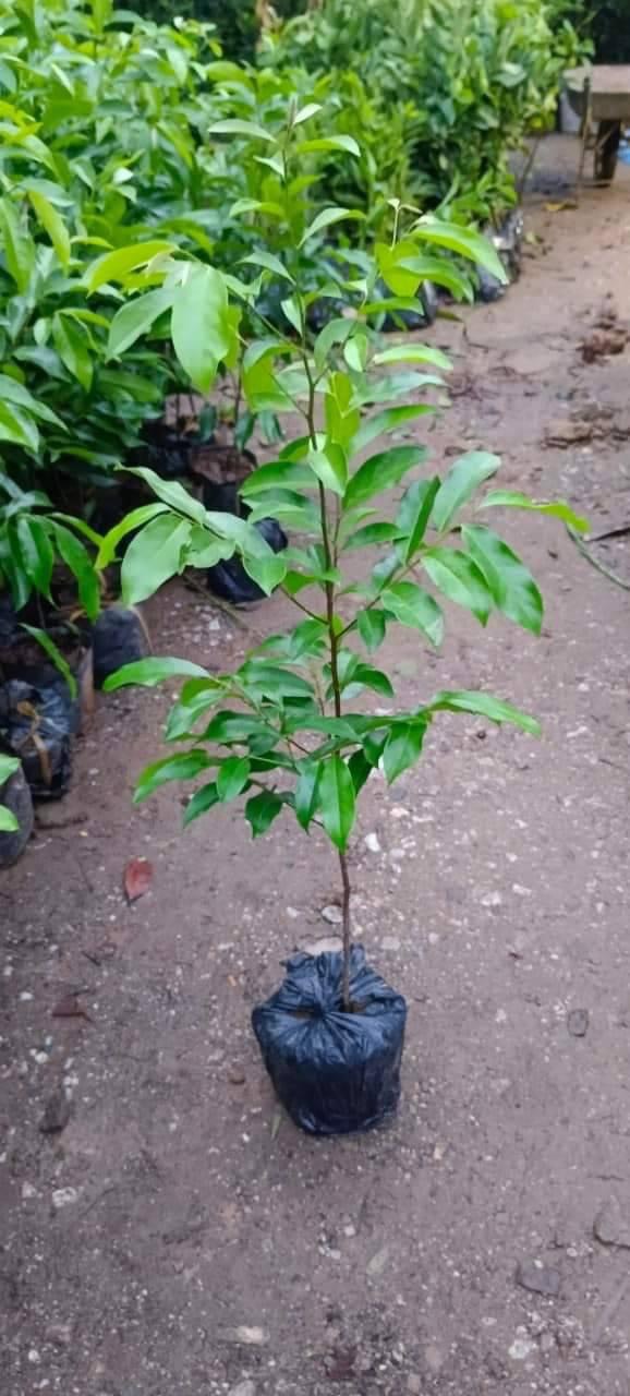 Cây Thị Thơm - Nhà vườn Xuân Khương
