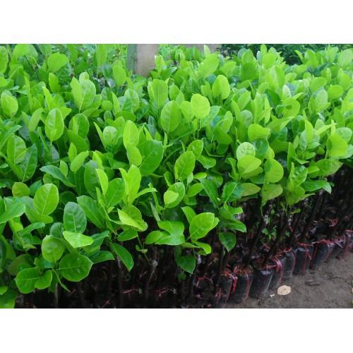 Cây Giống Mít trái dài Malaysia