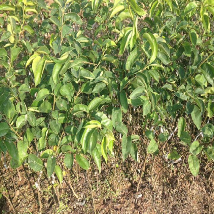 Cây giống Lê Nâu năng suất cao