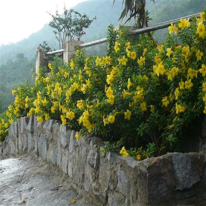 CHẬU HOA LEO HUYNH ĐỆ
