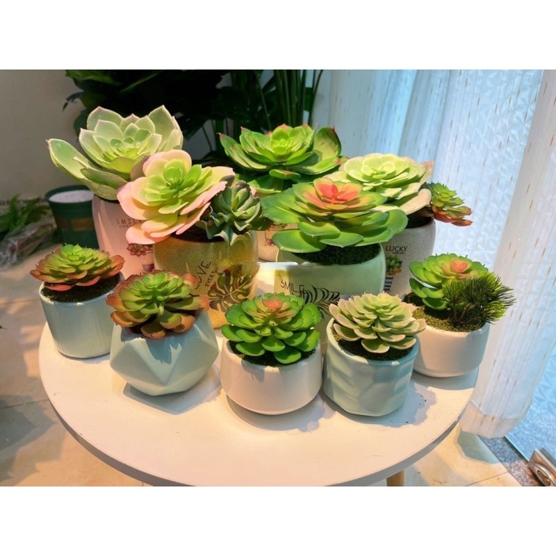 Chậu sen đá trang trí - Cây giả, hoa lụa Decor trang trí nhà cửa