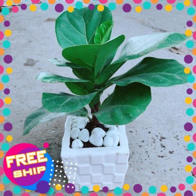 Chậu Bàng Singapore