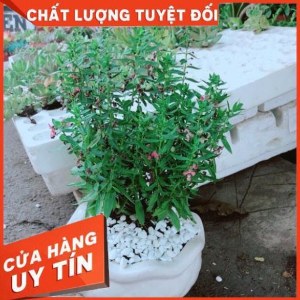 Chậu hoa lưu ly
