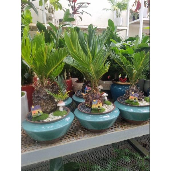 Chậu cây vạn tuế