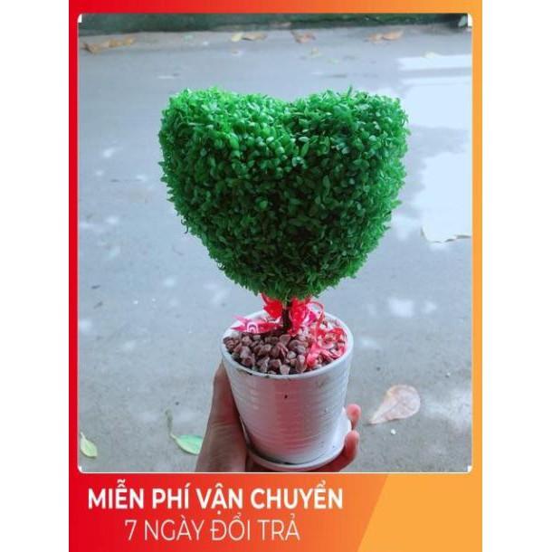 Chậu Cây May Mắn Trái Tim