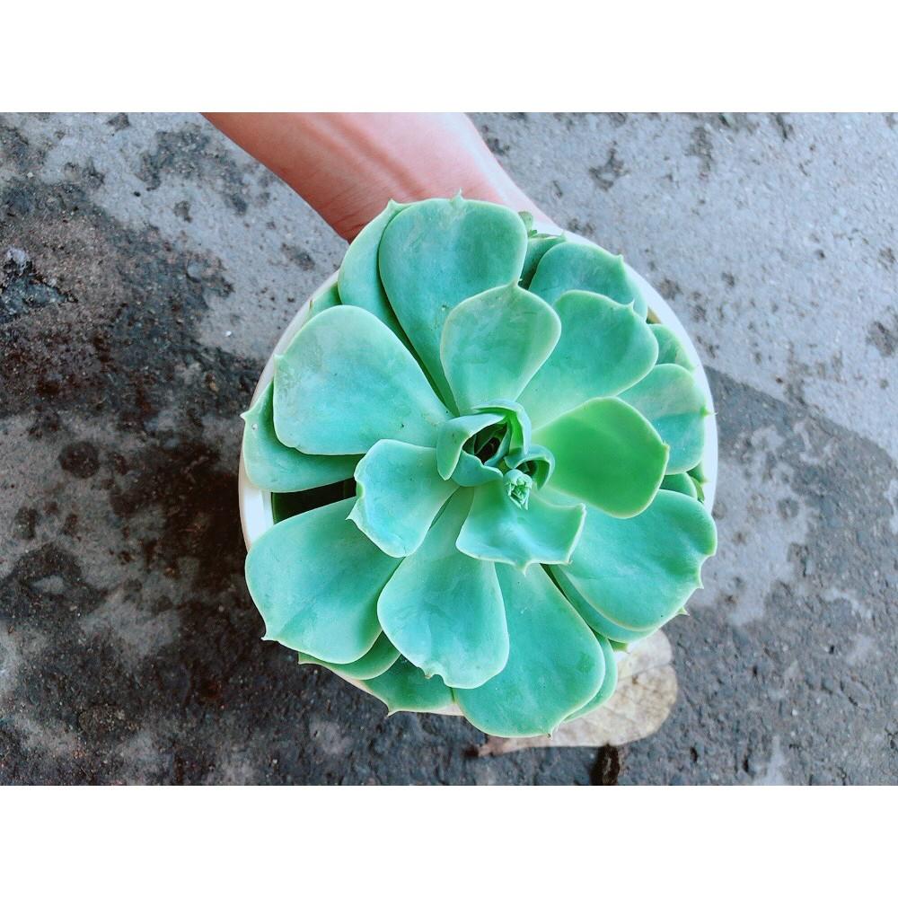 Chậu Sen Đá Xanh Đất Lớn