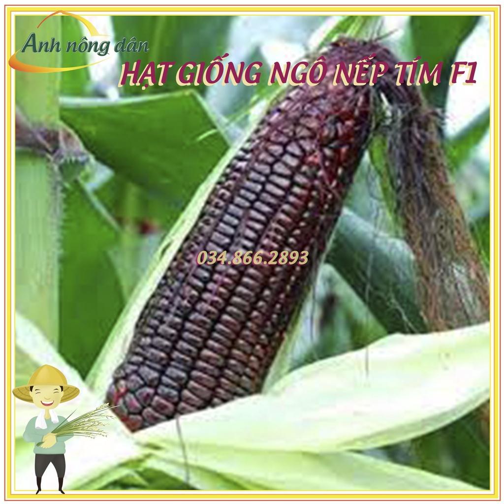 Gói 500g Hạt giống ngô nếp tím F1 cao sản - bắp nếp tím giống thuần chất lượng tốt, năng suất cao