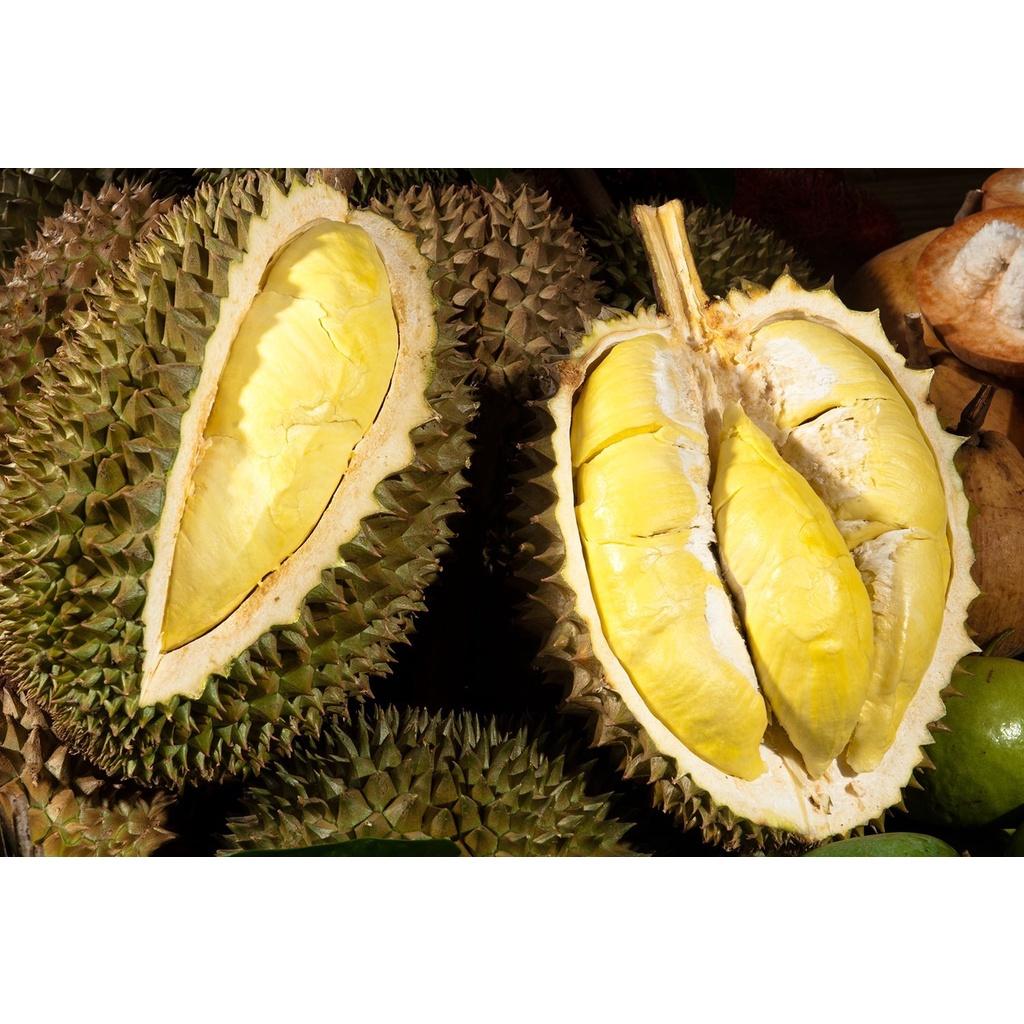 Cây giống sầu riêng chuồng bò