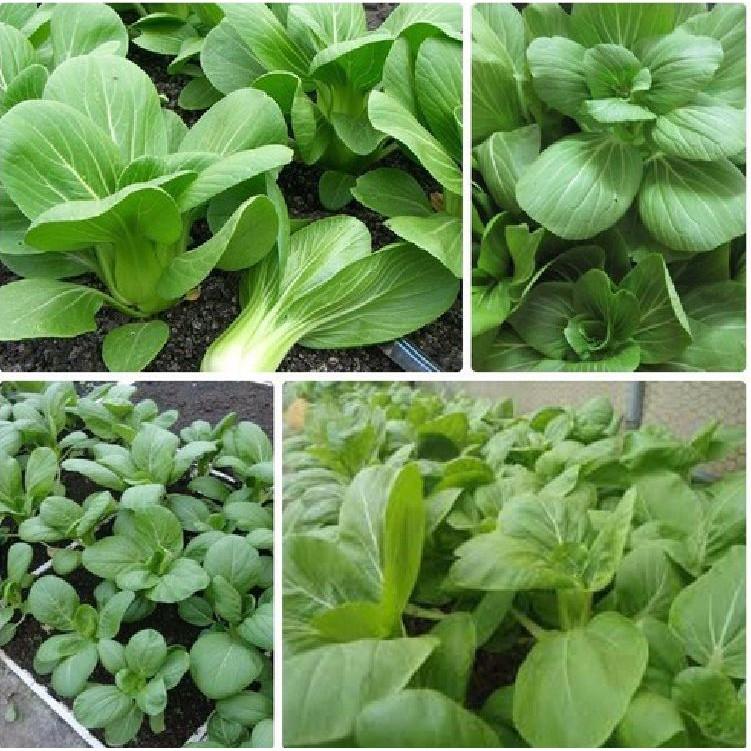 Combo 2 gói hạt giống rau cải chíp xanh F1