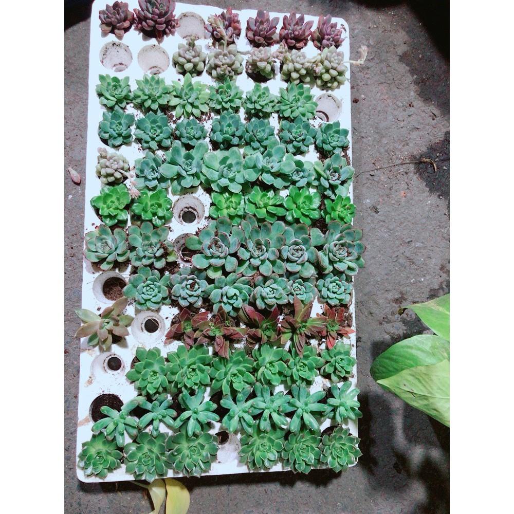 Combo 12 Cây Sen Đá