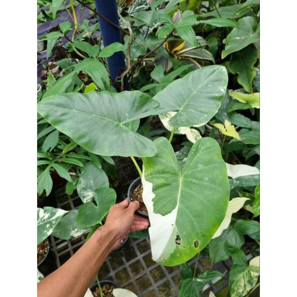 Ráy var (Alocasia macrrorrhiza albo variegated)