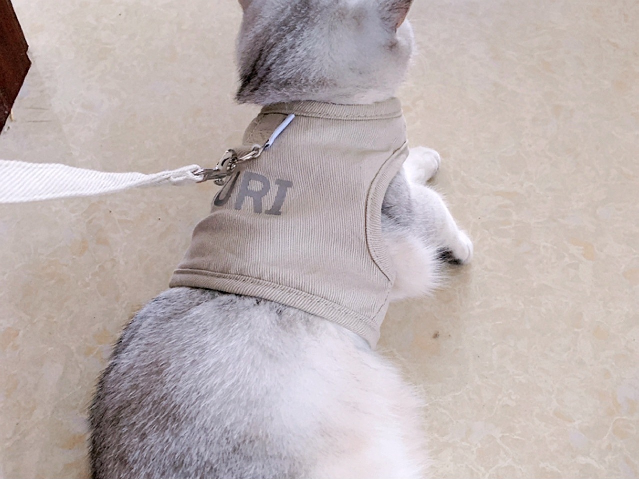 Bộ yếm dắt chó mèo đi dạo, vải kaki kèm dây dắt siêu dễ thương - cho bé từ 2-10kg