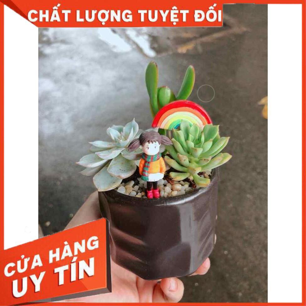 Chậu sen đá tiểu cảnh Nhiều Người Mua