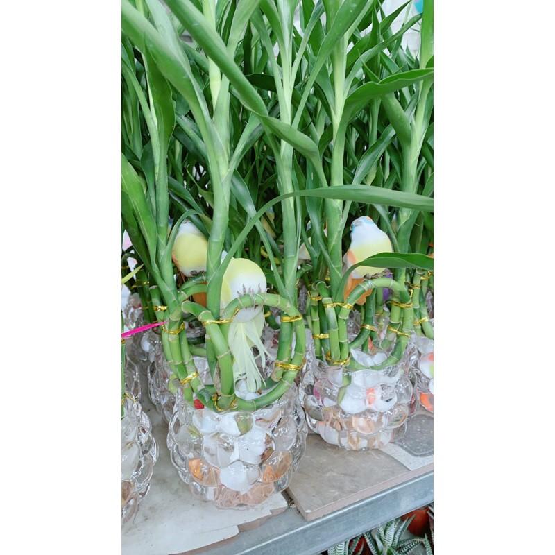 Chậu Cây Phát Tài Hạnh Phúc