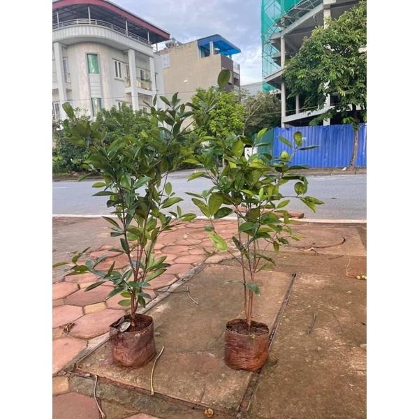 Cây cherry choai cao gần 1 mét tán rộng xum xuê (ảnh thật hình cuối)