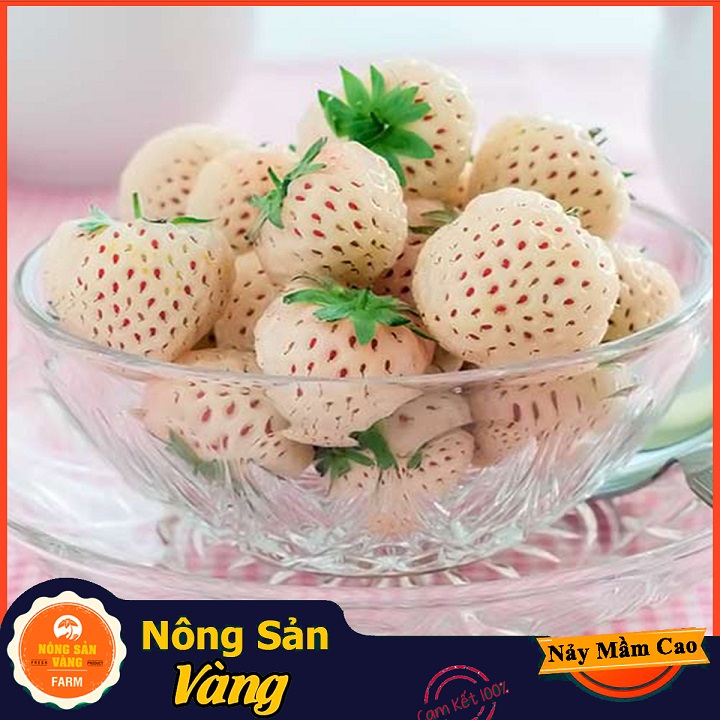 Hạt giống Dâu Tây Trắng - Nông Sản Vàng