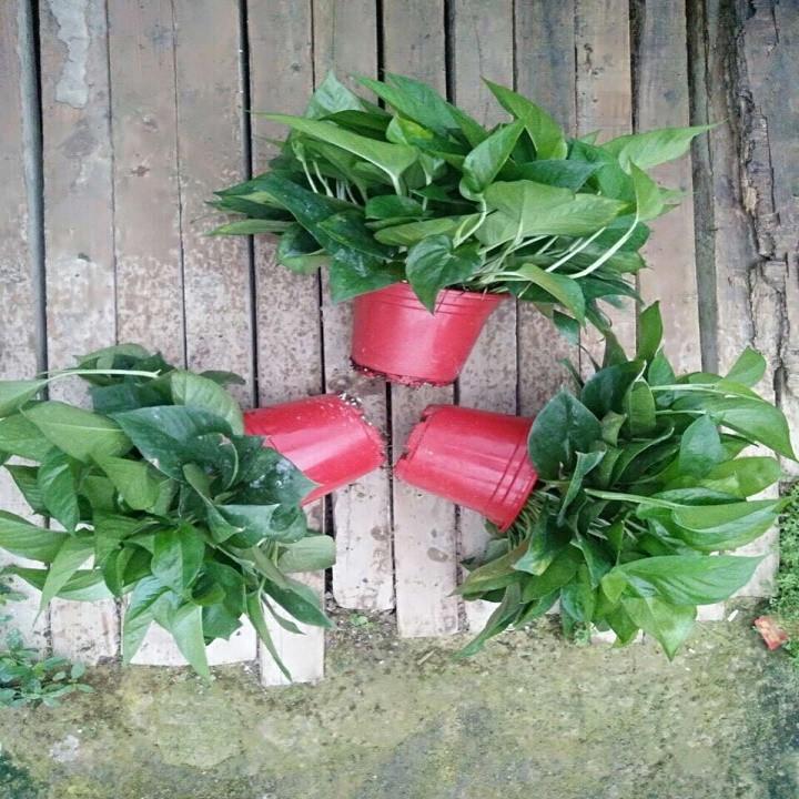 CÂY VẠN NIÊN THANH CÂY LỚN HÀNG GỬI ĐI NGUYÊN CHẬU