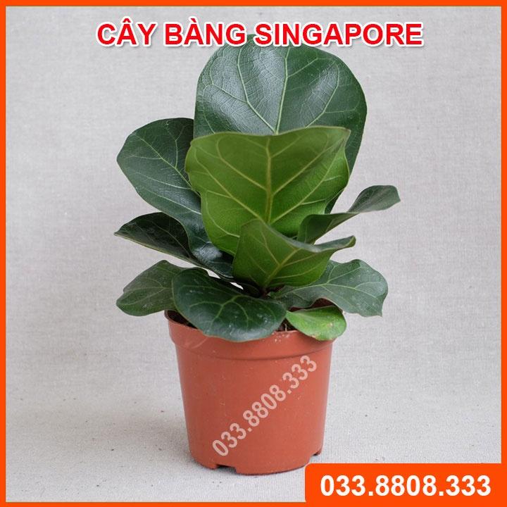 Cây Bàng Singapore Mini Để Bàn Chậu Nhựa - Cây nội thất, Cây cảnh