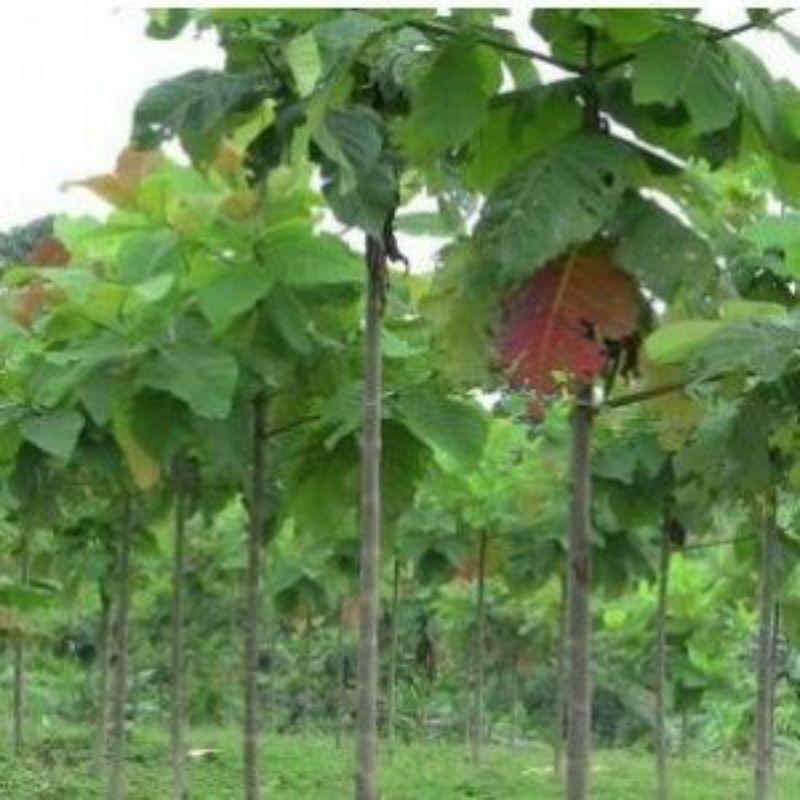 500gram hạt gáo trắng giống