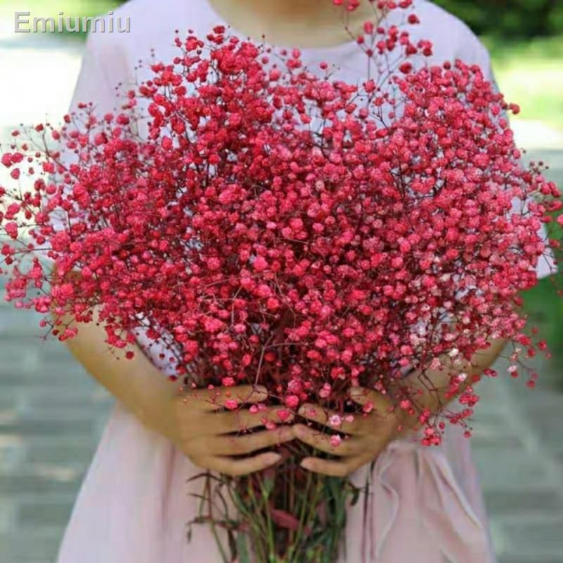 ✚Hoa gypsophila tự nhiên