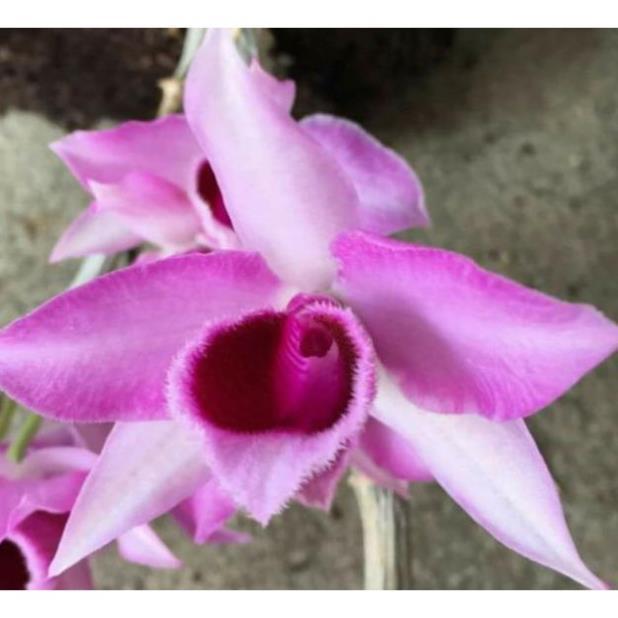 Sản Phẩm Hoa lan Giả Hạc Hồng Long