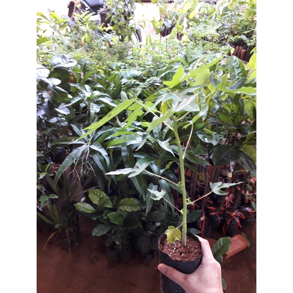 CÂY GIỐNG ĐU ĐỦ ruột đỏ LÙN TRỒNG CHẬU .