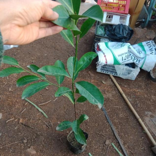 CÂY GIỐNG HỒNG ĐEN SOCOLA NHIỆT ĐỚI SIÊU NGON, CAM KẾT CHUẨN GIỐNG F1 + Tặng 01 cây dâu da đất