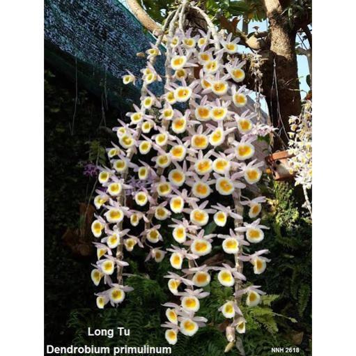 1 bảng  lan long tu lào rừng tây bắc hàng thuần siêu to, hoa siêu đẹp