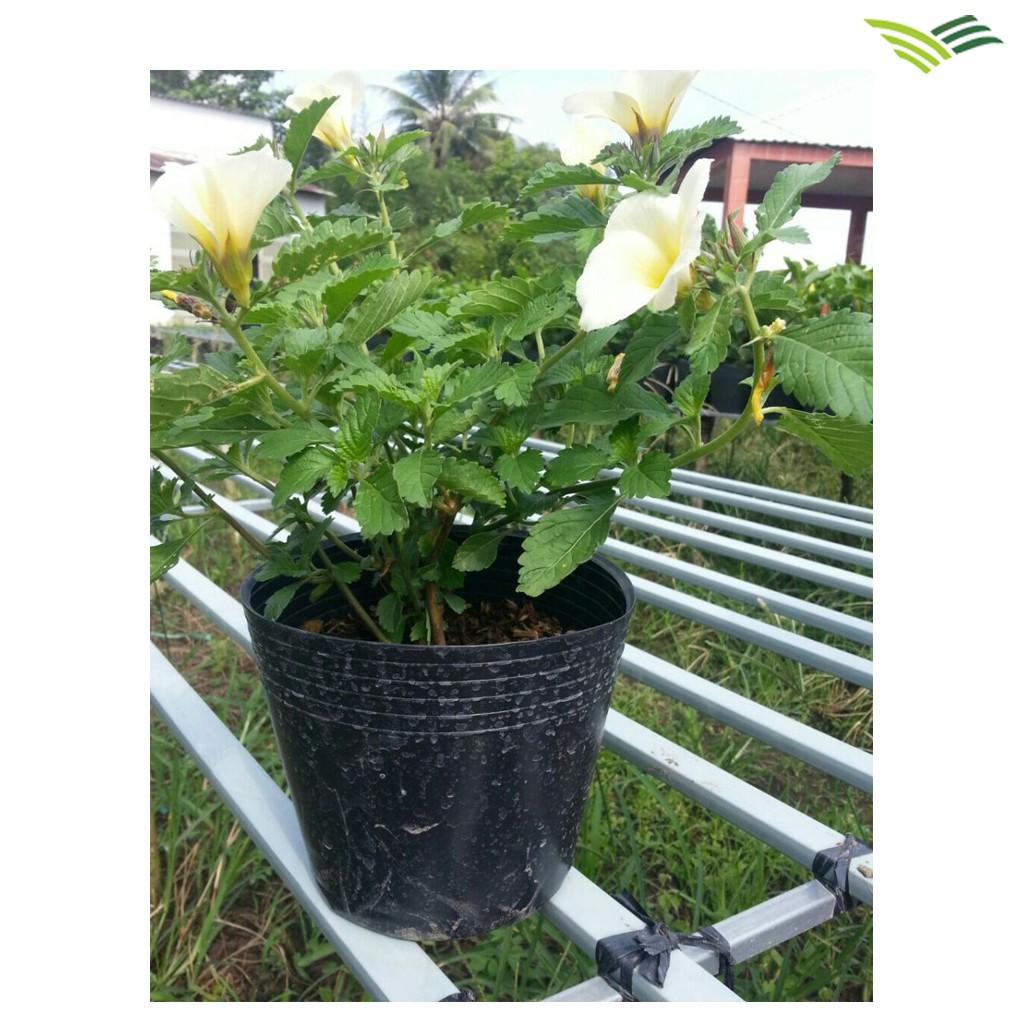 50 CHẬU NHỰA TRỒNG CÂY C7 KT:15x12x14