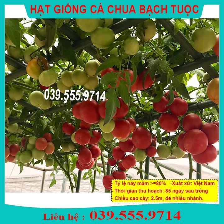 HẠT GIỐNG CÀ CHUA BẠCH TUỘC DỄ TRỒNG, NHANH ĂN