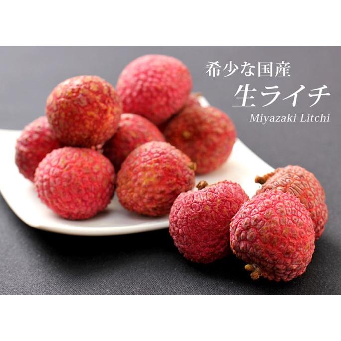 Cây giống Vải không hạt SIÊU SỚM.