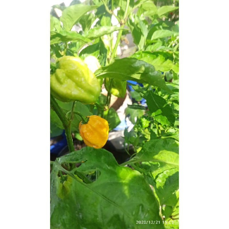 Hạt ớt HABANERO VÀNG