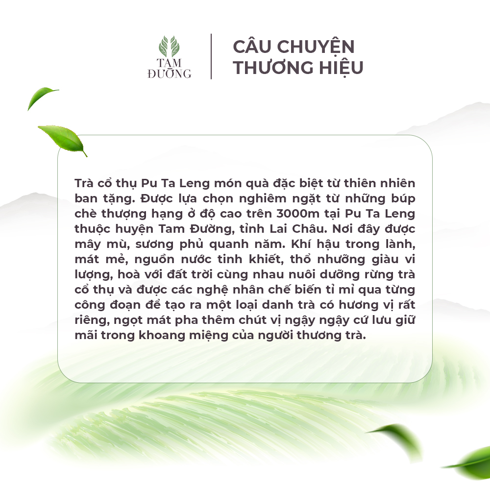 Trà Cổ Thụ Pu Ta Leng Chính Hiệu Tam Đường Hương Thơm Mát, Vị Chát Đặc Đặc Trưng Của Trà Truyền Thống