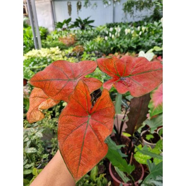 Chậu cây môn đỏ caladium Danasty