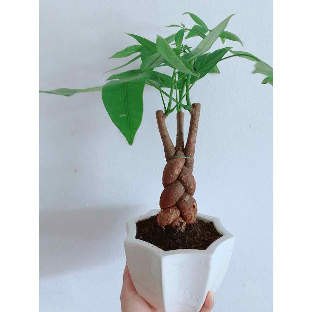 Chậu kim ngân Bán Chạy