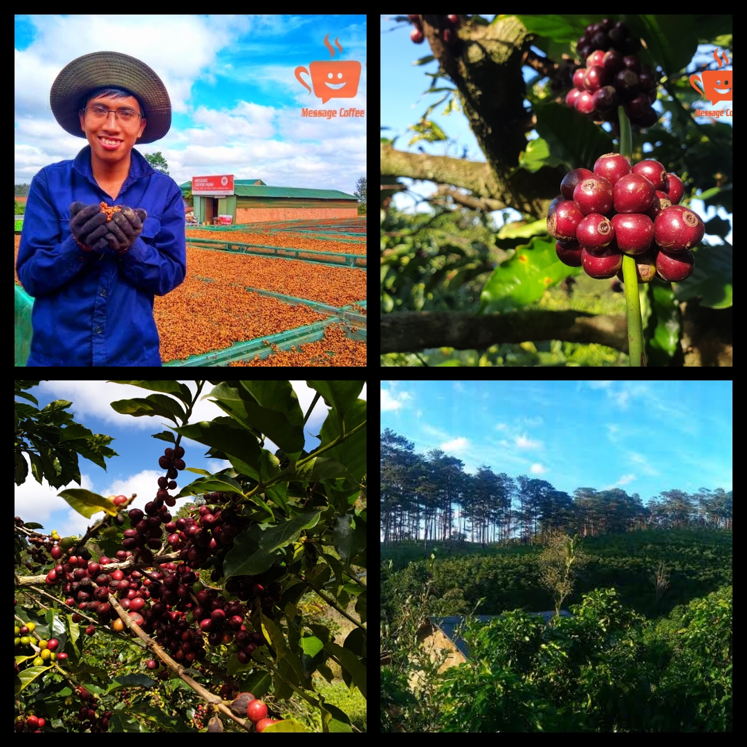 Cà Phê Arabica Cầu Đất Nguyên Chất Rang Mộc Đặc Biệt, Hậu Vị Ngọt Đậm Hương Trái Cây, Hạt Pha Máy Xay Pha Phin Ngon Từ Nông Trại Message Coffee