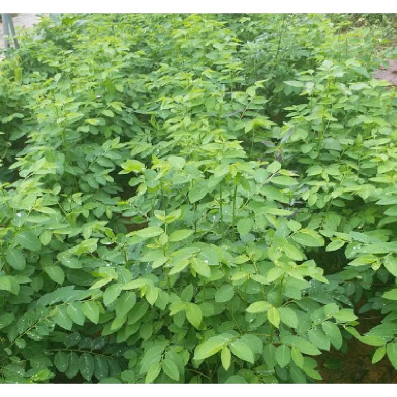 Hạt Giống Rau Ngót - gói 1gram