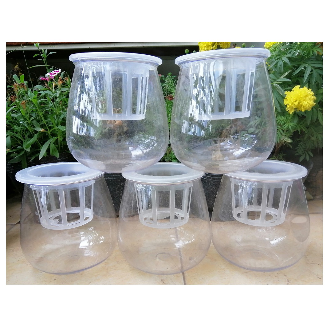 ComBo 5 Chậu Nhựa Trồng Cây Thủy Sinh, Kích Thước 10x10x13Cm