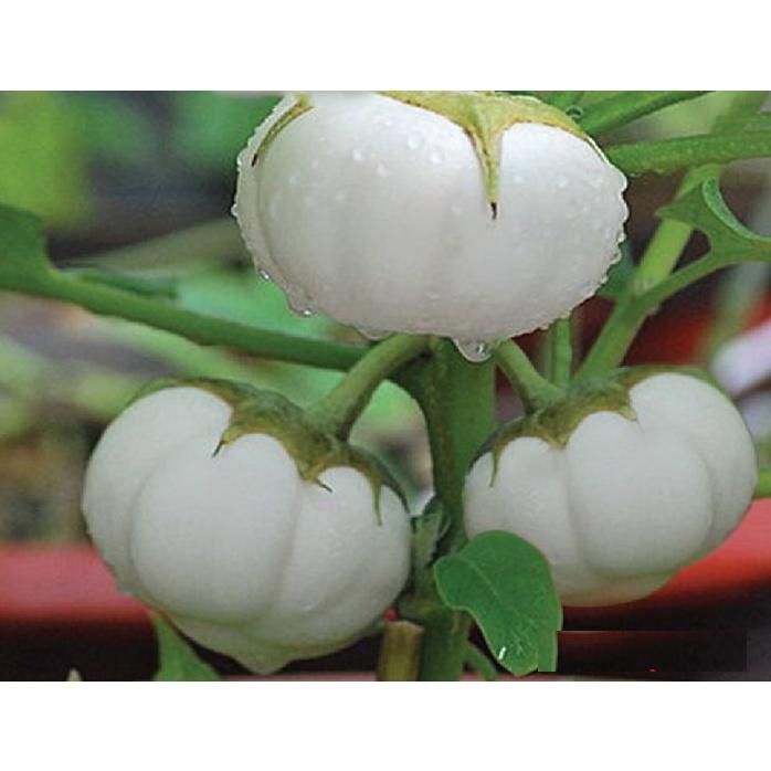 Hạt giống cà bát trắng cao sản KNS343 - Gói 0,5gram