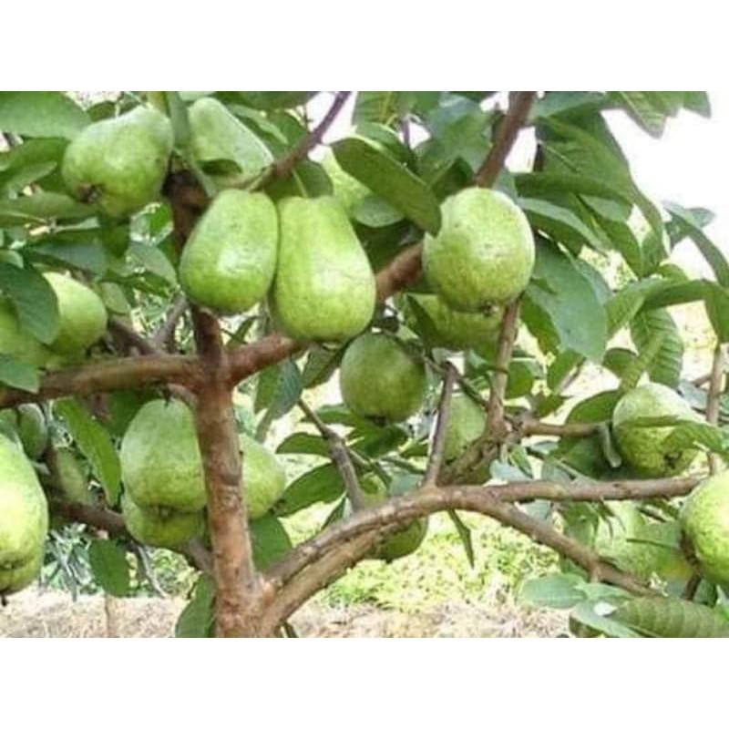 Cây giống Ổi lê Đài Loan . .