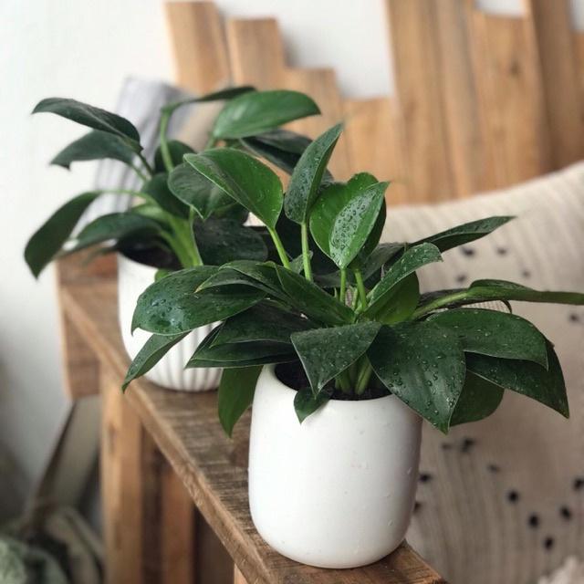 Cây trầu bà đế vương xanh