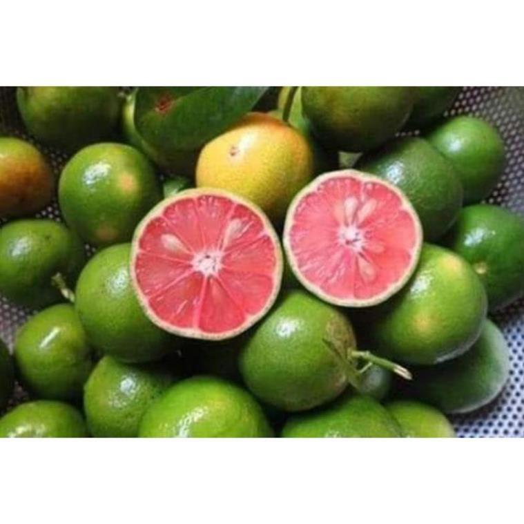 Sản phẩm CÂY CHANH ĐÀO SẴN QUẢ