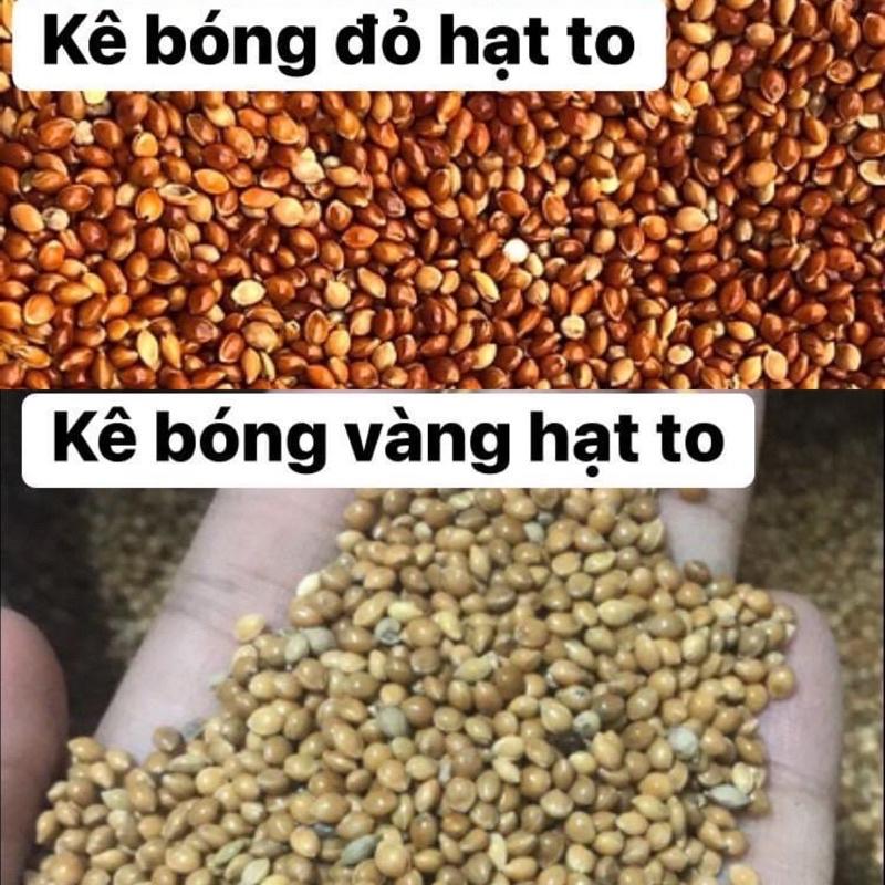 Kê vàng, kê đỏ( túi 1kg), hạt to, sạch thức ăn cho yến phụng, cu gáy, yến hót, hamster,...